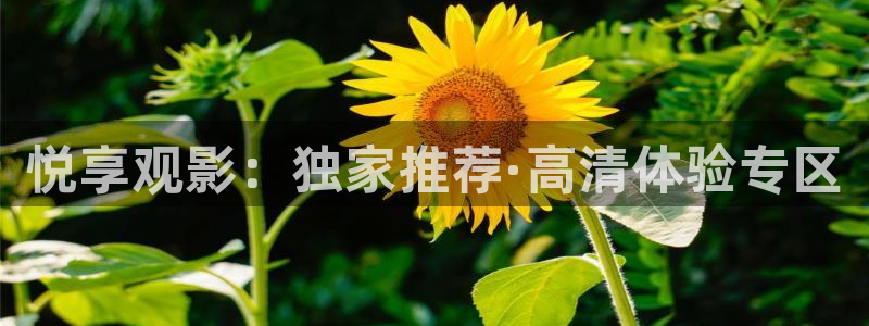 南瓜的：悦享观影：独家推荐·高清体验专区